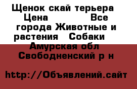 Щенок скай терьера › Цена ­ 20 000 - Все города Животные и растения » Собаки   . Амурская обл.,Свободненский р-н